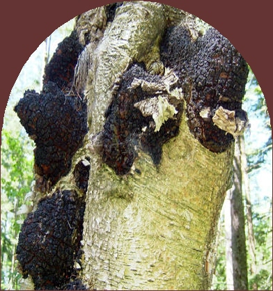 Ormus Minerals CHAGA Mushrooms Ormus Minerals CHAGA Mushrooms