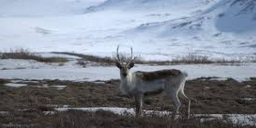 Ormus Minerals Ormus caribou